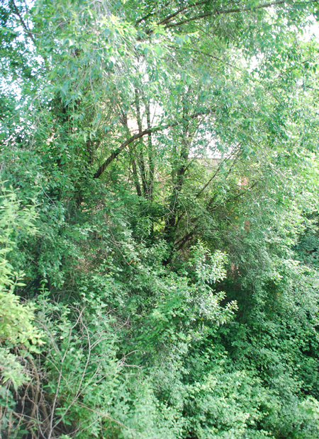 Pordenone, Beato Odorico. Il rapporto tra labside e la vegetazione lungo la roggia Vallona, ripresi dal ponte del viale della Libert.